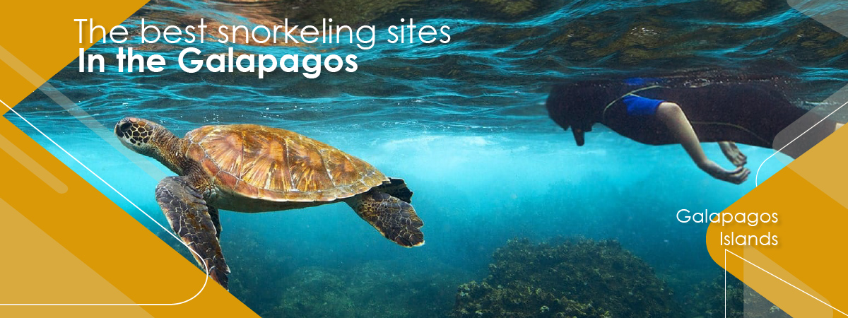 What about snorkeling in the Galapagos?