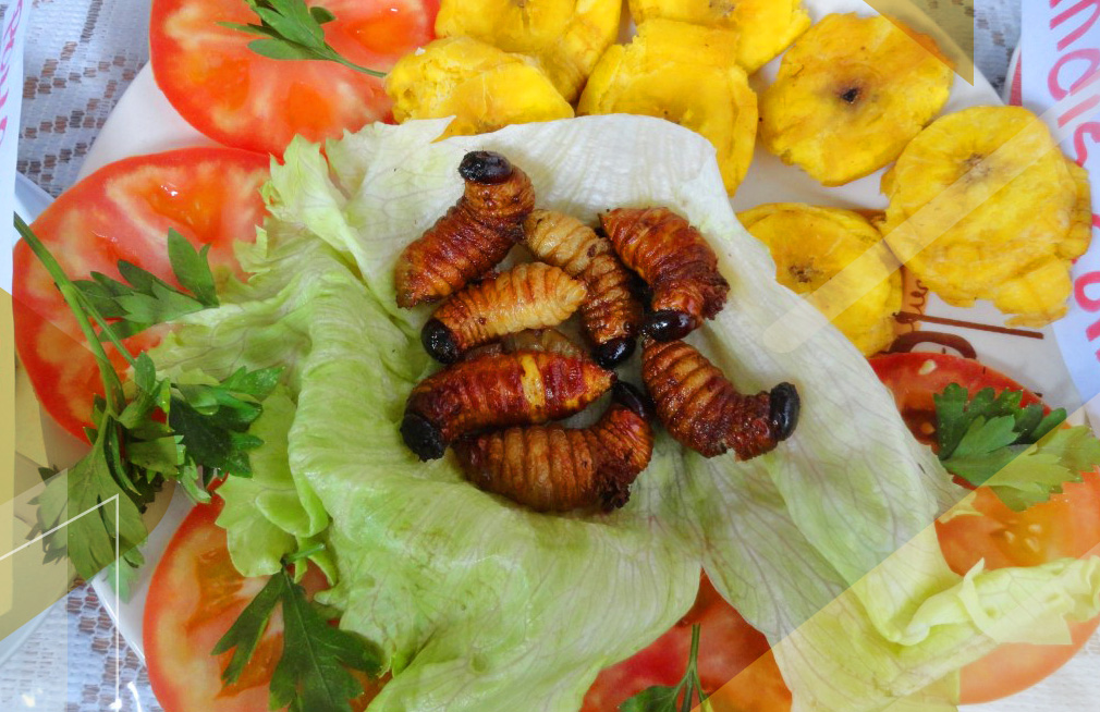 chontacuro-beetle-caterpillar-ecuador-food