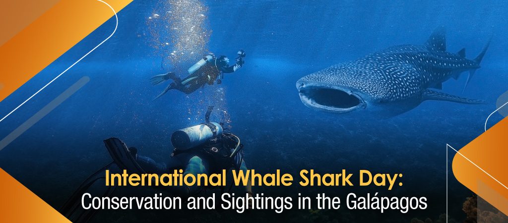 Celebrating the International Whale Shark Day: Conservation and Sightings in the Galapagos