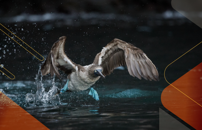 Wildlife-Wonders-Galapagos-andeantravel-ecuador