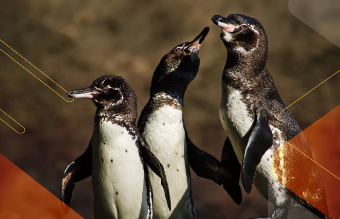 Wildlife-Wonders-Galapagos-andeantravel-ecuador