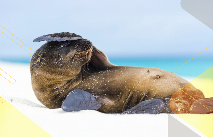 Wildlife-Wonders-Galapagos-andeantravel-ecuador
