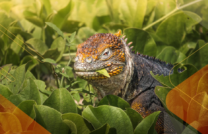 Wildlife-Wonders-Galapagos-andeantravel-ecuador