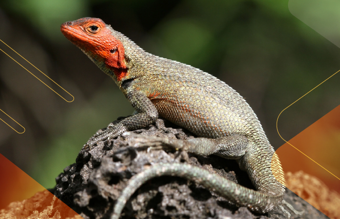 Wildlife-Wonders-Galapagos-andeantravel-ecuador
