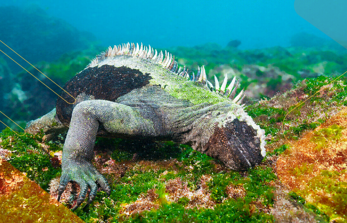 Wildlife-Wonders-Galapagos-andeantravel-ecuador