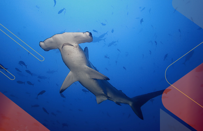 Wildlife-Wonders-Galapagos-andeantravel-ecuador