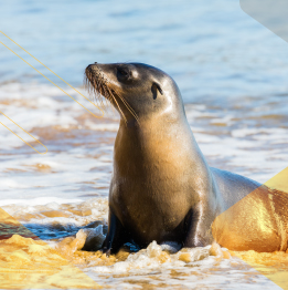 sea-lions-galapagos-blog