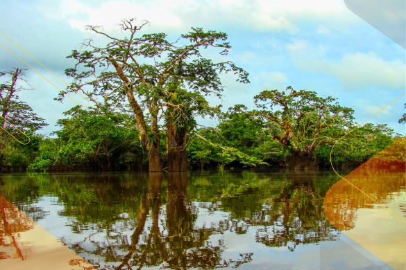 Cuyabeno-The-Wetlands-amazon-ecuador