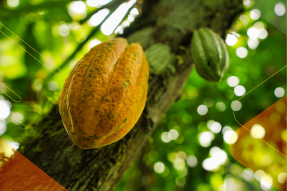 Luxury Travel in Ecuador