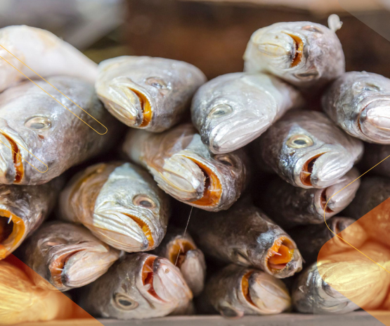 Beyond-the-Plate-fish