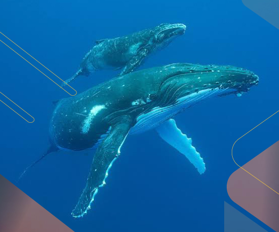 ecuador-pacific-coast-HumpbackWhale-season