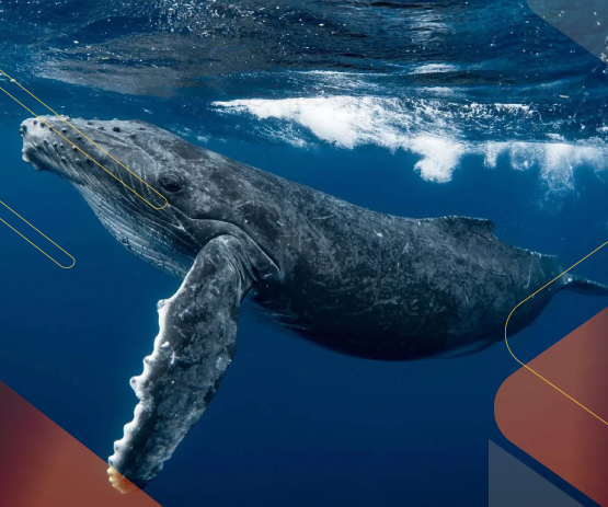 ecuador-pacific-coast-HumpbackWhale-season