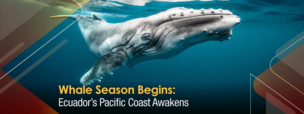 Whale Season Begins- Ecuador’s Pacific Coast Awakens
