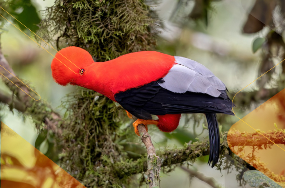 best-birdwatching-Ecuador-Andean-Choco