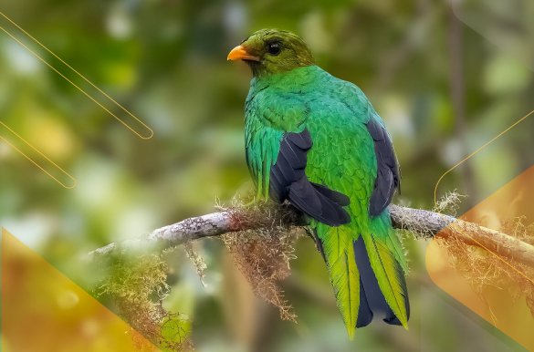 best-birdwatching-Ecuador-Andean-Choco