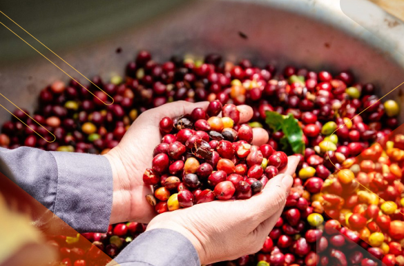 5Culinary-Gems-in-Ecuador-food-experience