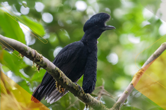 best-birdwatching-Ecuador-Andean-Choco