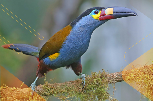 best-birdwatching-Ecuador-Andean-Choco