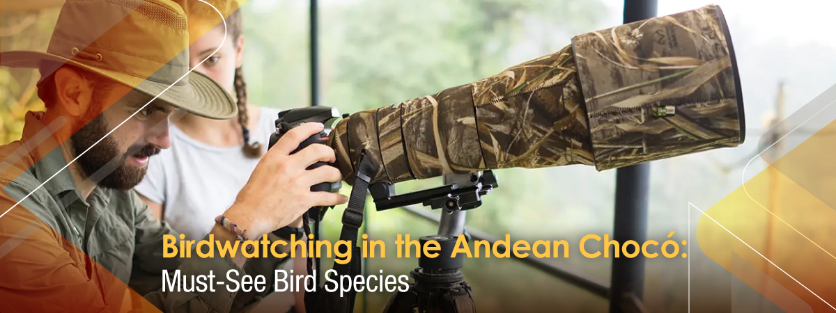 Birdwatching in the Andean Chocó: Must-See Bird Species