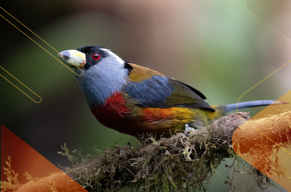 best-birdwatching-Ecuador-Andean-Choco