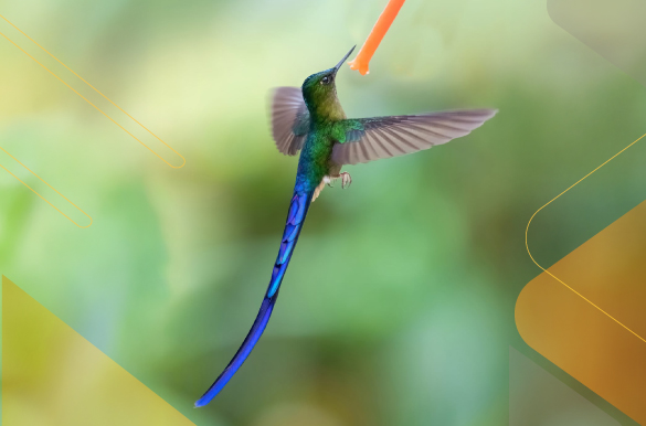 best-birdwatching-Ecuador-Andean-Choco